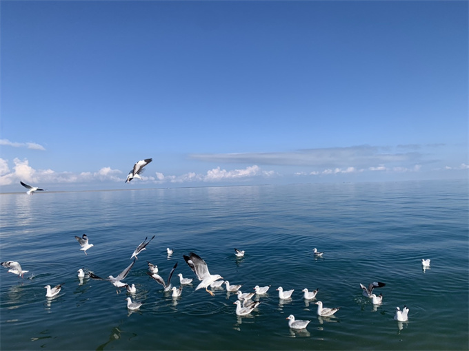 青海湖面，小鳥(niǎo)上天入水，生動(dòng)活潑，引人駐足觀望！
